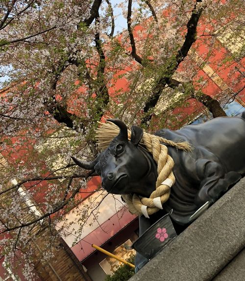 天神社葉桜2018